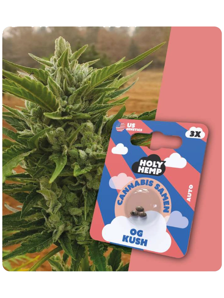 Holy Hemp Cannabis Samen - OG Kush (3 Stück)