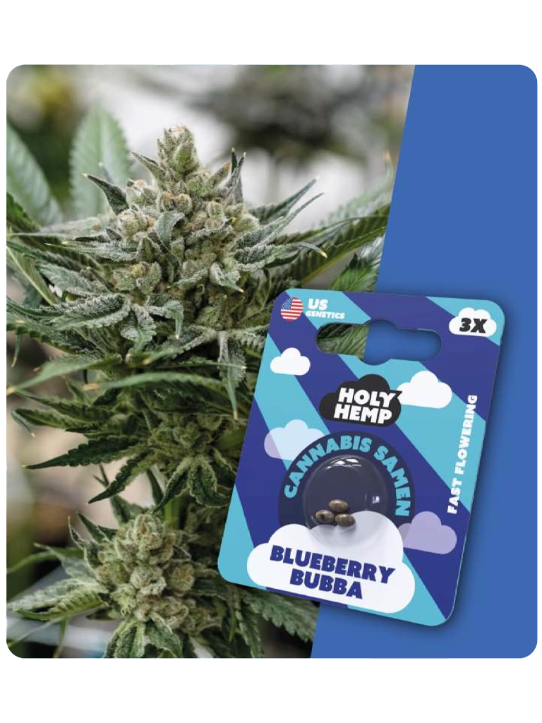 Holy Hemp Cannabis Samen - Blueberry Bubba (3 Stück)