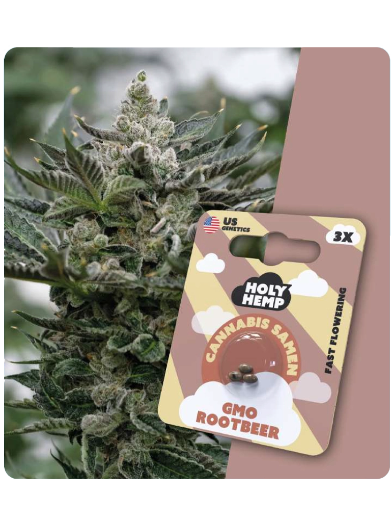 Holy Hemp Cannabis Samen - GMO Rootbeer (3 Stück)