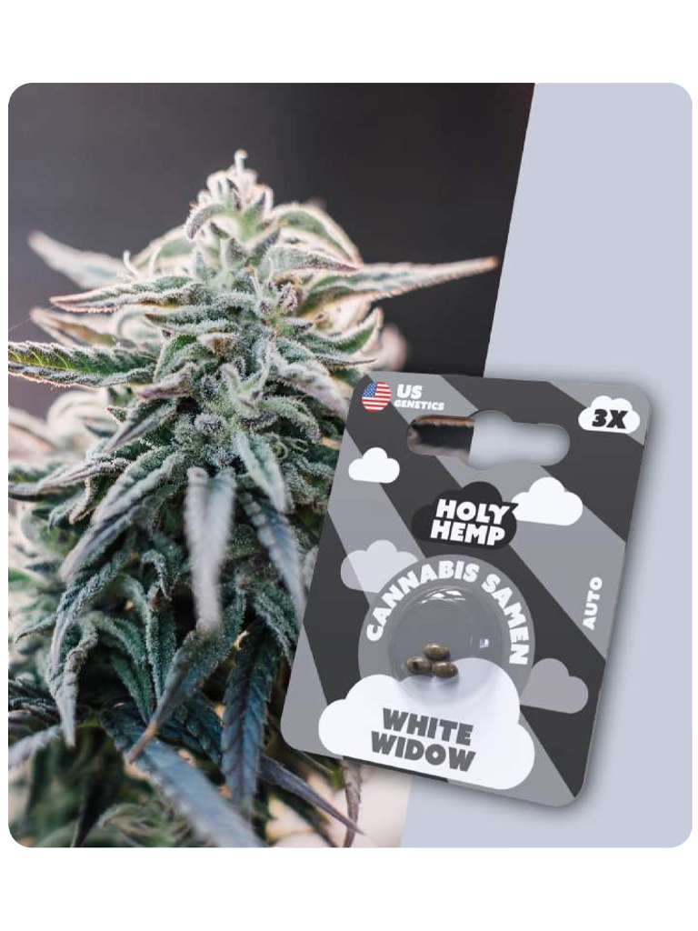 Holy Hemp Cannabis Samen - White Widow (3 Stück)