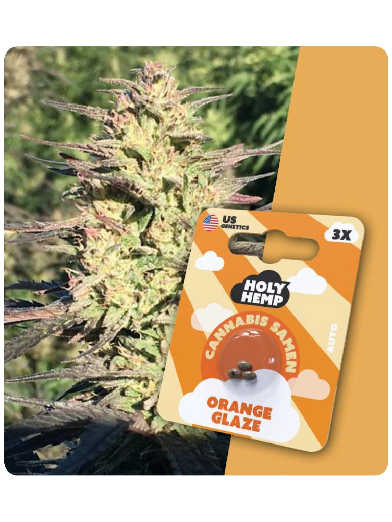 Holy Hemp Cannabis Samen - Orange Glaze (3 Stück)