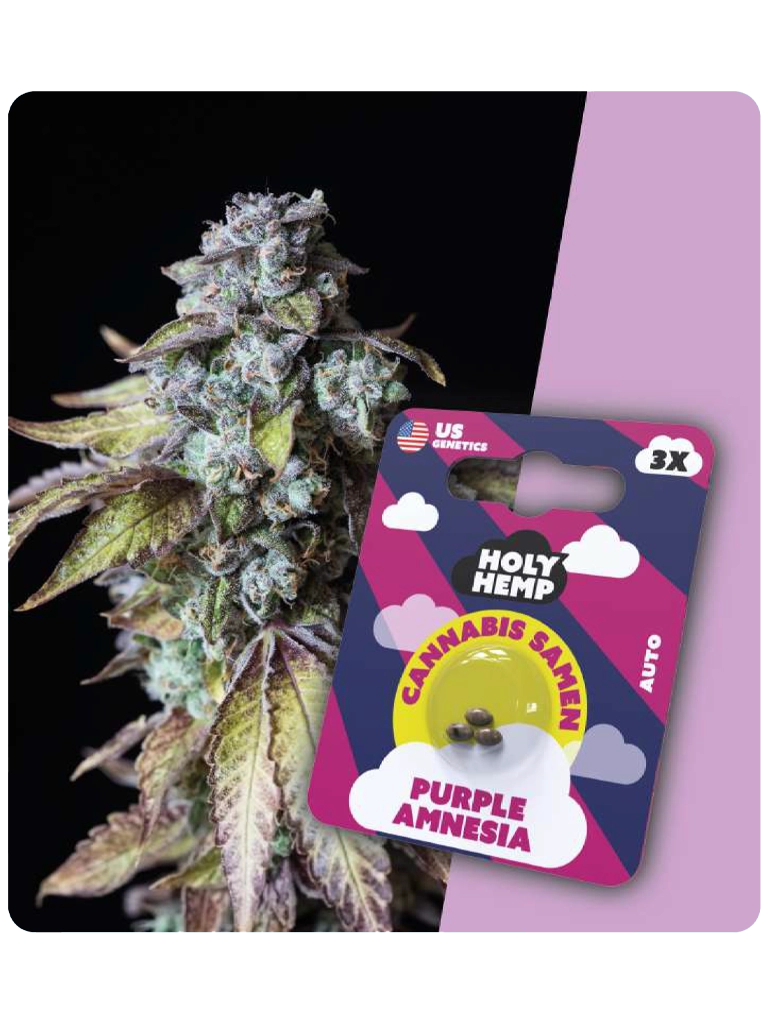 Holy Hemp Cannabis Samen - Purple Amnesia (3 Stück)